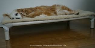 If you do a lot of traveling with your dog, you may want to consider an elevated dog bed. Is An Elevated Dog Bed Right For Your Dog 8 Benefits Kurandabed Golden Woofs