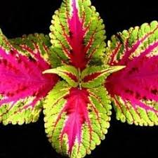 Image result for Coleus rhodesianum