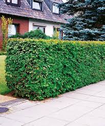 Image result for Živý plot z habru