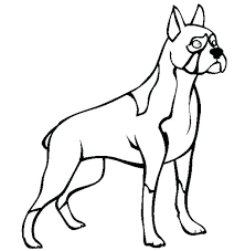 Colors are fawn, brindled, or white, with or without white markings. Cartoon Boxer Dog Drawing