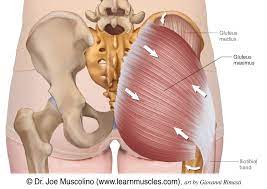 Gluteus Maximus Learn Muscles