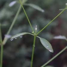 Image result for Euphorbia graminea