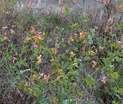 Image result for Xyris capnoides