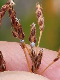 Image result for Bulbostylis megastachys