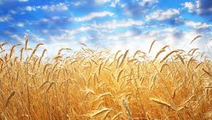 Wheat germ reaches market as whole wheat flour, whole wheat bread or other bakery products the u.s. More On Wheat Allergies A List Of Foods That May Contain Wheat Unlock Food