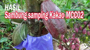 Labu putih untuk ibu hamil, petani labu air, tips agar labu berbuah banyak,. Teknik Pemangkasan Labu Madu Agar Berbuah Lebat Youtube