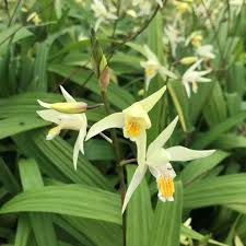 After that, the parent plant typically lives the flowers only last for a day and as they are very high up on the tree it's possible that they may not be seen. Bletilla Ochracea Chinese Butterfly Hardy Orchid 4 5 Pot Little Prince To Go Oregon Orchids Chinese Butterfly Ground Orchids