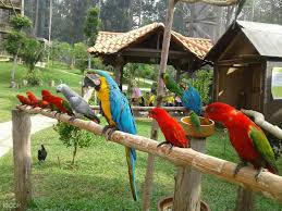 See more of upside down house melaka/ rumah terbalik melaka on facebook. Melaka Bird Park Ticket In Kuala Lumpur Malaysia Klook Malaysia