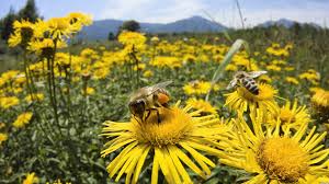 Resultado de imagen de abejas