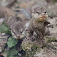 Nutrias Bebe Cute Baby Animals Cute Animals Baby Animals