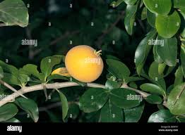 Image result for Dovyalis hispidula