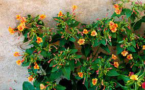 Wenn dir „wunderblume gefällt, gefallen dir vielleicht auch diese ideen. Wunderblume Saatgut Mirabilis Maca Myrte Pflanzen Saatgut Ruhlemann S Krauter Und Duftpflanzen