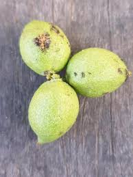 Image result for Panda oleosa