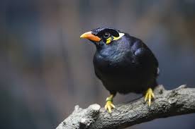 Beo, Burung Pintar dan Mahal