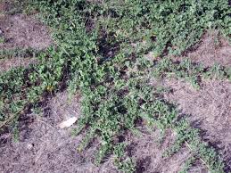 Image result for Cucumis myriocarpus