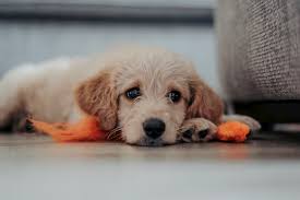 One important thing to remember is that when your puppy starts crying in the crate, you should not immediately let him out. Puppy Crying In Crate How To Stop Puppy Crying In Crate At Night