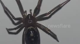 Black widows are shy spiders and prefer to build their webs in secluded areas. Newsflare Man Finds Black Widow Spider In His Ear