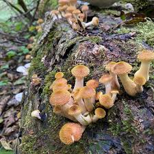 Image result for Bulbostylis hensii