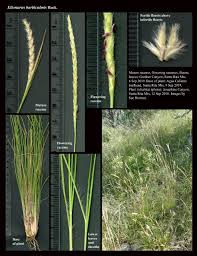 Image result for Elionurus