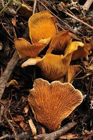 Image result for Paxillus panuoides