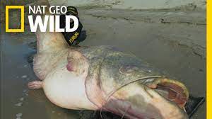 Eldar kedem present moment, sape instrument, lonesome avenue pemburuan ikan tapah memerlukan usaha dan pengorbanan. Ikan Tapah Terbesar Di Dunia Seberat 150kg Youtube