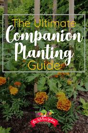 Bay, basil chives, dill, fennel, lavender, lemon verbena, lovage, marjoram, oregano, parsley, rosemary, sage, savory. Companion Planting For Vegetables And Herbs The Kitchen Garten