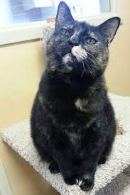 Adopt Surabi On Petfinder Animals Humane Society Cat Rescue