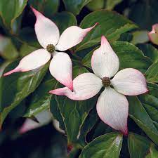 The pink dogwood is a very popular landscape tree. A Small Tree With Four Season Impact Finegardening
