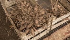 Check spelling or type a new query. How To Overwinter Dahlias Lifting Or Keeping In The Ground Pyracantha Co Uk