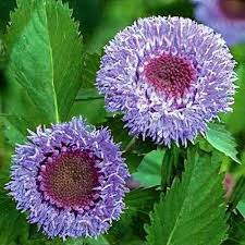 Image result for Centratherum