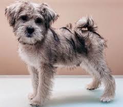 She is was born 3/4/12 and has. All The Things You Should Know About The Shih Tzu Mixes K9 Web