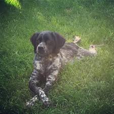 Our personal interaction with the finest breeders in. French Brittany Puppy Bailey Posing For R Aww Aww