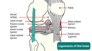 Knee ligaments are comprised of soft tissue that connects bone to bone. Knee Joint Anatomy Geeky Medics