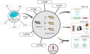 Instead, the subtle increases are more likely related to other factors — such as. Patient Derived Orthotopic Xenografts Of Pediatric Brain Tumors A St Jude Resource Springerlink
