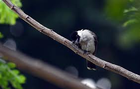 Tledekan bambu gacor , dengarkan suara burung tledekan bambu / tledekan gunung jantan gacor ini pada burung sikatan. Foto Burung Liar Yang Bisa Kita Undang Ke Pekarangan Mongabay Co Id