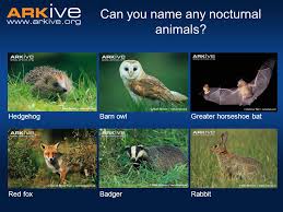Nocturnal Animals Nocturnal What Does It Mean Active At Night Diurnal Active During The Day Crepuscular Active At Dawn And Dusk Ppt Download