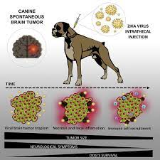 Safety Tumor Reduction And Clinical Impact Of Zika Virus Injection In Dogs With Advanced Stage Brain Tumors Molecular Therapy