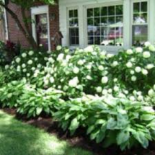 Landscaping For Hydrangeas Front Yard Landscaping Design Front Yard Yard Landscaping