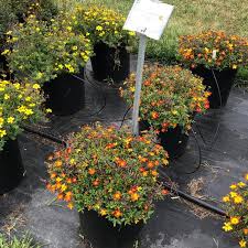 Image result for Bidens baumii