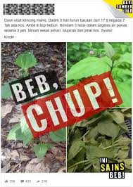 #manfaatdaunkapalterbangpokok kapal terbang ini untuk tujuan perubatan. Ini Sains Beb Lebih Kurang Setahun Lepas Pernah Tular Tentang Daun Kapal Terbang Boleh Merawat Diabetes Tahun Ni Naik Lagi Dah Sampai 27k Perkongsian Tak Apa Kita Ikuti Perbincangan Oleh Dr Cpo