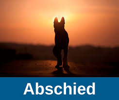 Katzen offenbaren ihr innenleben nicht so offensichtlich. á… Hund Einschlafern Ratgeber Fur Hundehalter Alte Hunde De