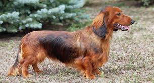 Come visit our site and see all of our cute and cudly little family memebers and take one home with you today. Dachshund Names 300 Ideas For Naming Your Wiener Dog