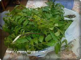 Daun semambu membantu mengurangkan kegatalan dan mengeringan ruam dengan lebih cepat. Daun Bambu Untuk Demam Campak Malaysian Today