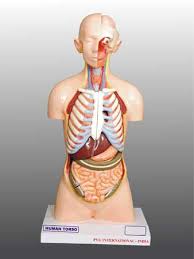 As the picture shown parts: Buy Human Torso Model From Pvg International Ambala India Id 1205122