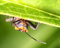 Macro Shot Of A Large Milkweed Bug Under A Leaf Canon Teamcanon Milkweedbug Milkweed Largemilkweedbug Macro Macro Ig Macro Macro Shots Milkweed Macro