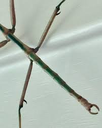 Image result for Bulbostylis megastachys