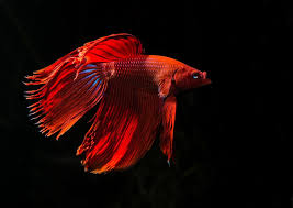 Aquatic expert tom sarac introduces different varieties of betta fish and offers helpful tips on caring for this popular fish species The Most Beautiful Betta Fish In The World Aquarist Courses
