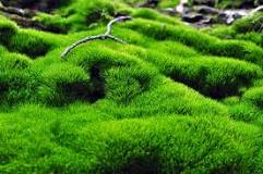 Image result
