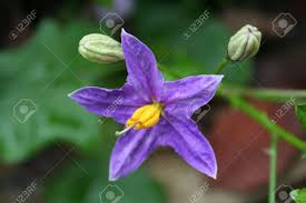 Image result for Solanaceae