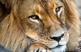 These restrictions remain current and in place until the directions outlining those restrictions are revoked. Zoos Sa Saddened That It Will Not Reopen Under Current Restrictions